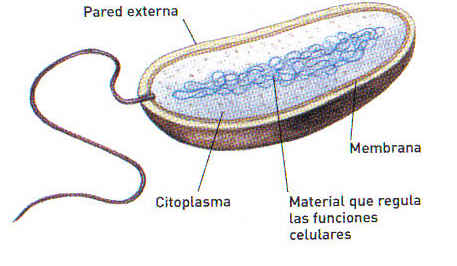 celula procariotica.jpg